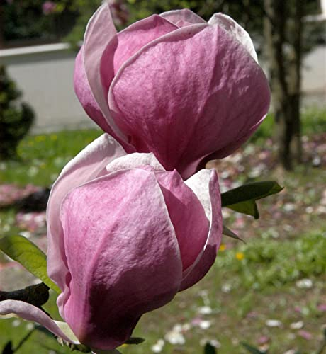 Magnolie Ians Red 80-100cm - Magnolia - Gartenpflanze
