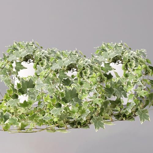 Efeu 'Variegata', Topf-Ø 12/13 cm, in Keramiktopf Dallas weiß, 3 Pflanzen