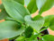 40 graines de plantes Hosta vertes
