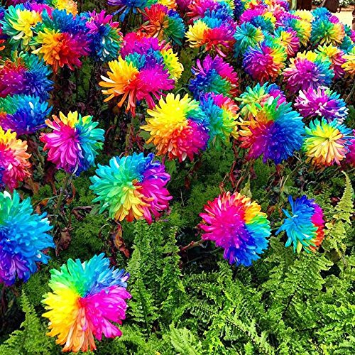 100 Novel Regenbogen Chrysantheme Samen Bonsai Blume, Haus im Garten DIY,!