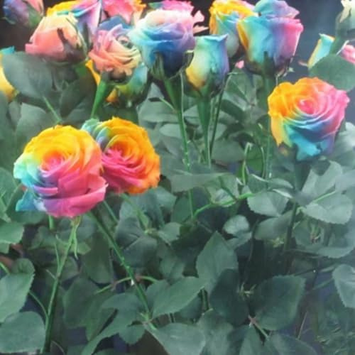 Hochwertige Rosen, seltene Sorten, leuchtende Farben, kälteresistente Stauden, geeignet für Vasen, romantische Gärten, pflegeleicht-2 stück