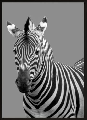 HUBDECO Bild Wanddekoration Poster - Hochwertiges Poster gedruckt auf 200g/m2 Posterpapier - Tolle Zimmerdekoration - Schlafzimmer Bilder - Ohne Ramen - 40x30cm - Zebra Porträt