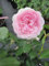 Rosa Olivia Rose Austin ® - Strauchrose - David Austin Rose
