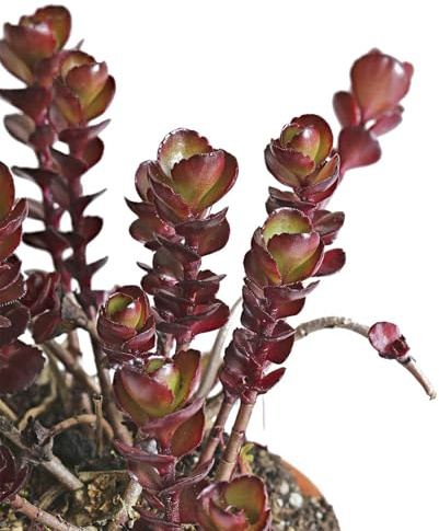 Voodoo Sedum ~25 Seeds – Sedum spurium – Non-GMO Perennial Ground Cover – Drought Tolerant Succulent – 112–119 Days – Creeping Stonecrop with Cherry Rose Blooms – Hardy in Zones 4–9