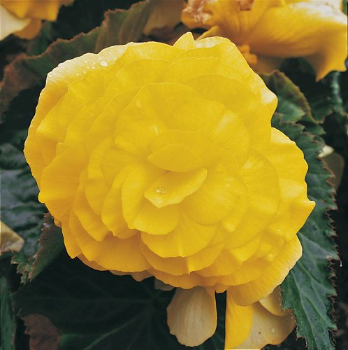 Just Seed - Flower - Begonia - Nonstop Yellow F1-10 Pelleted Seed