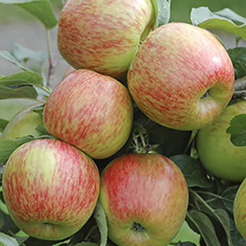 Apple Braeburn Tree in 7.5L Pot