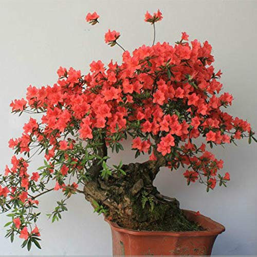 Ponak Neue 10pcs Azaleen-Blumen-Samen für die schöne Garten rot