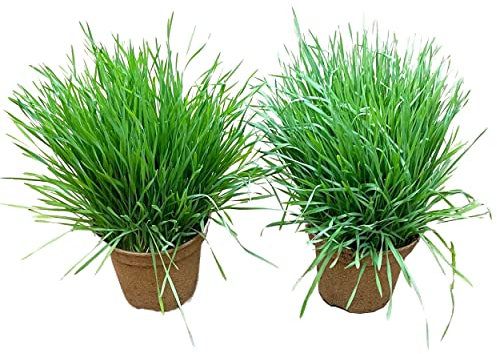 Hierba para Gatos | Pack 2 Plantas |Césped para Gatos | Planta Comestible para Mascotas