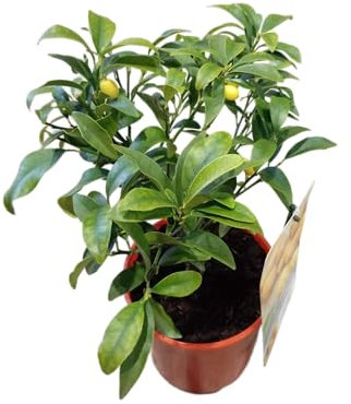 Árbol de Kumquat Natural Cultiva Mini Naranjas Frescas en Casa