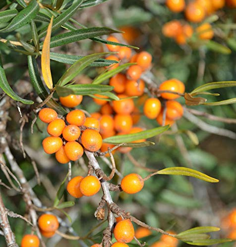 Weiblicher Sanddorn Orange Energy® 60-80cm - Hippophae rhamnoides - lebende Gartenpflanze aus den Baumschulen