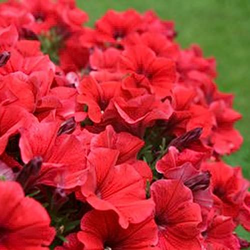 Luojuny Semi di petunia, 100 Pz/borsa Semi di Petunia Decorativo Appeso Bonsai Tavolo Annuale Top Paesaggio Semi di Piante per Parterre Rosso