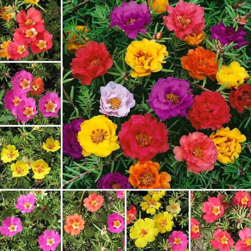 10.000 Premium-Moos-Rosensamen Gemischte Farben- Moosrose (Portulaca Grandiflora), Ideal für die Außenbepflanzung und Gartengestaltung