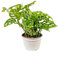 Bonplants Monstera Adansonii Monkey Mask, Pianta Vera da Interni, Rampicante Purificatrice (Vaso 18 cm - Altezza 35 cm)