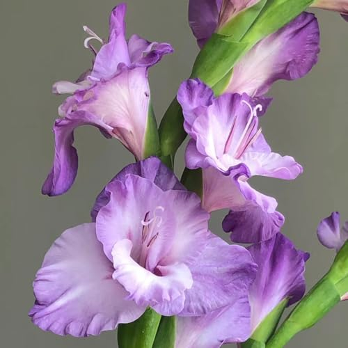 9 pcs gladiolen zwiebeln winterhart, Gladiolen Knollen, hydrokultur pflanzen schnittblumen gladiolus zwiebeln (Gladiolus gandavensis) balkonpflanzen blüten bodendecker winterhart,
