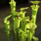 300 Pcs Sarracenia purpurea samen - fleischfressende pflanzen - garten geschenke für frauen, fleischfressende samen, grünpflanzen zimmerpflanzen, gartenpflanzen, alte sorten saatgut,