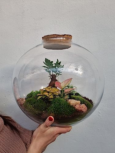 Terrarium Bonsai Boule en verre avec bouchon en liège