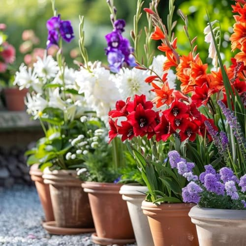 Plant in a Box - Blumenzwiebeln aus Holland - 125 Stücks - Blumenzwiebeln - Mischung mit Dahlien, Gladiolus, Freesien, Triteleia - Pflanzen Sie Ihren Sommergarten im Frühling!