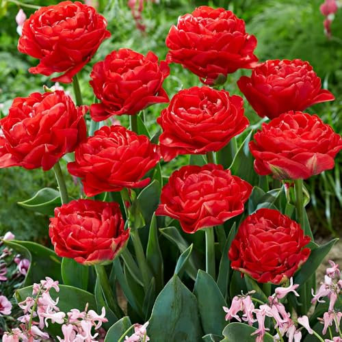 5 x Tulip Pamplona – Scarlet Double Blooms – Spring Flowering Bulbs – Peony Shaped Flowers – Adds Bright Bursts of Colour – Perennials – for Your Beautiful Garden