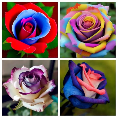 Edelrose – Winterharte Rose für sonnigen Garten, blühintensiv und langlebig-A-2 knolle