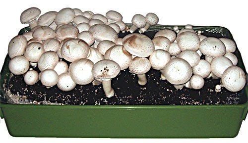 BALDUR Garten Weiße Edel-Champignons (Kulturset),1 Set, Pilze zu Hause ernten, ganzjähriger & einfacher Anbau, Kulturset enthält alles Notwendige, für Küche & Balkon, ertragreich, pflegeleicht