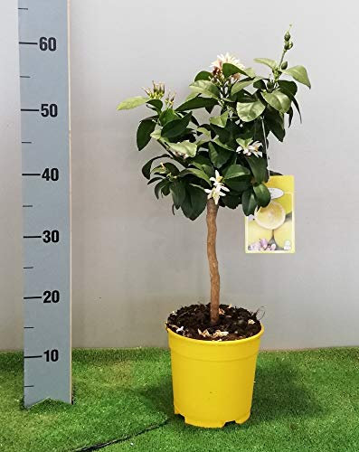 PIANTA DI LIMONE MEYER SU VASO CM 17 H 55/60