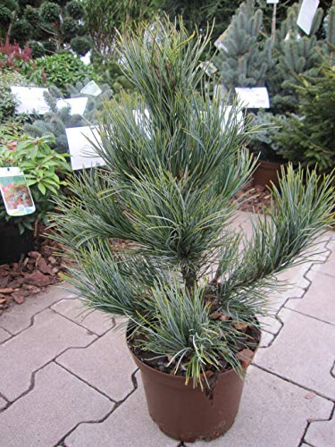 Pinus cembra Westerstede - Zirbelkiefer Westerstede