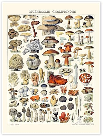 Posterlounge Pilze, 1923 Poster | 50 x 70 cm von Adolphe Millot Bunt Wandbilder Wanddeko