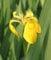 2er-Set - winterhart - Iris pseudacorus - Staude des Jahres 2016 - Wasserschwertlilie - Sumpfschwertlilie, gelb - Wasserpflanzen Wolff
