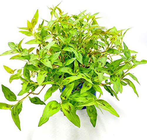 Vietnam Koriander Pflanze, POLYGONUM ODORATUM Kräuter Pflanze 2stk.