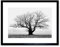 Wee Blue Coo Old Oak Tree Black White Mist Fog Photo Framed Art Print Picture F12X634