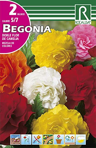 Bulbo de begonia flor de camelia variada (bolsa con 2 bulbos)