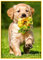 5D Diamond Painting Kits für Erwachsene Full Drill DIY Diamanten Gemälde Malen nach Zahlen Hunde und Rosen kunst Kristall Strass Stickerei Mosaik Bilder Kreuzstich für Home Gem Painting Kits 30X40CM