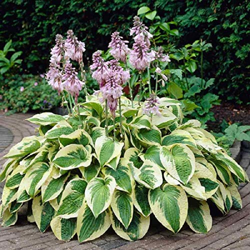3 x Hosta sieboldiana 'Wide Brim‘ im 1 Liter Topf (Staude/Winterhart/Bodendecker/Mehrjährig) Funkie, Herzblatt-Lilie - Ein Blattkunstwerk in Grün und Gold - von Stauden Gänge