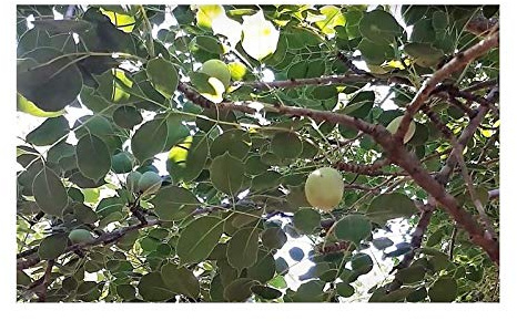 Pcs - 3X Marula Birrea Marula Tree Elephant Tree Plants - Seeds ID218 Seeds & Plants Shop by Ipsa