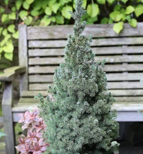 Zwerg Zuckerhut Fichte Sanders Blue 20-25cm - Picea glauca