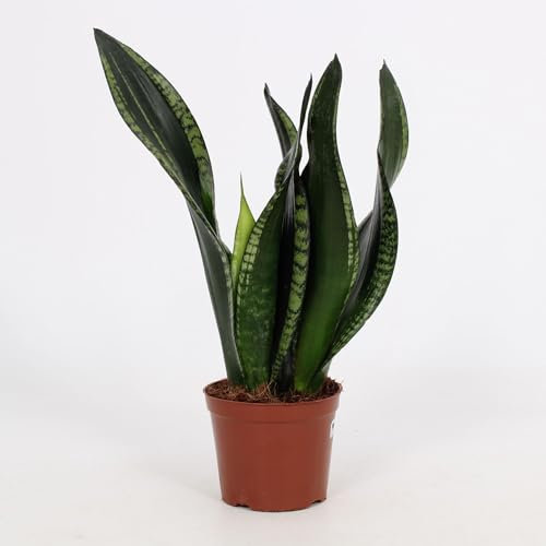 Sansevieria Whitney - 27cm - Ø12cm - Plante d'intérieur - Vert persistant - Cactus et plantes succulentes