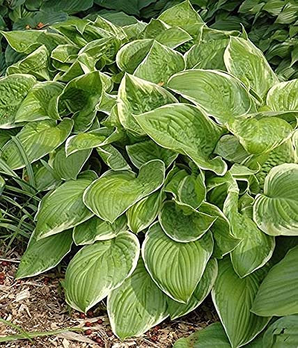 Perfect Plants - Hosta 'Frozen Margarita' – Hardy Perennial in a 17cm Pot – Lush Green & Gold Foliage