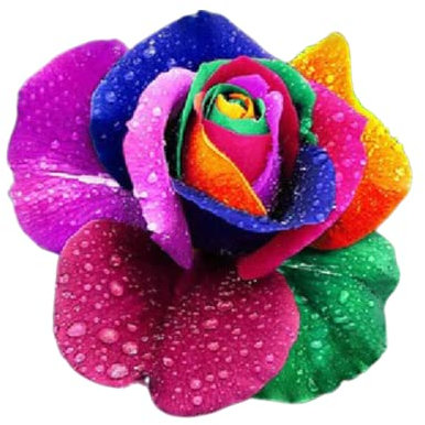 Semi di rosa multicolore UK Rose Flower semi per casa giardino patio pianta – 10 x semi di rosa (arcobaleno)