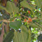 Ficus religiosa Sacra Fig tree seed semi ornamentali pianta tropicale (15)
