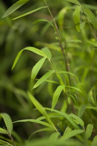 Schirmbambus 'Great Wall' 200-250 cm Ballen Fargesia nitida winterhart