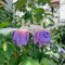 300 pcs fuchsien hängend samen, bienenfreundliche blumensamen, garten geschenk fuchsien baum - Fuchsia hybrida - blumenbeet, steingartenpflanzen winterhart blumen samen, plants schnittblumen