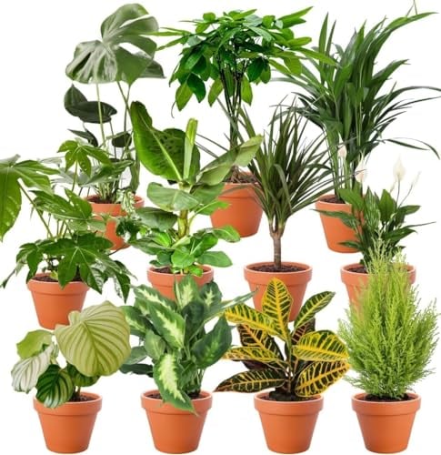 Lot de 8 plantes surprises | +/- 40-70 cm | Pot de ø 12-15 cm | Plantes pour la maison et le bureau, qualité professionnelle, expédition rapide, végétalisation intérieure