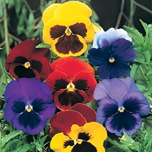Semi viola del pensiero fiori giganti fioriere bordature vasi giardini fioriti Seeds giant flowers