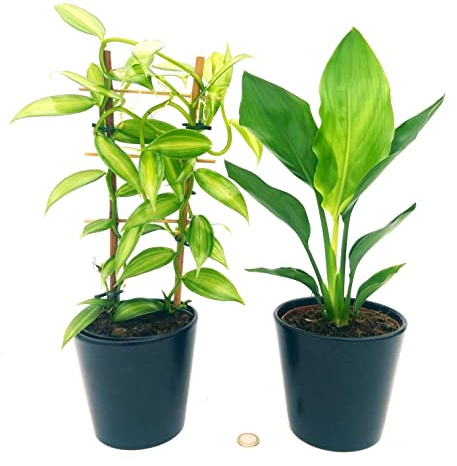 POWERS TO FLOWERS - ORCHIDEA VANIGLIA XL e STRELIZIA NICOLAI, Piante Vere
