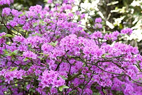 Rhododendron 'Praecox' 20-25 cm - Früher Rhododendron, zartviolette Blüten, Blütezeit März-April, ideal für Kübel und Rabatten, winterhart