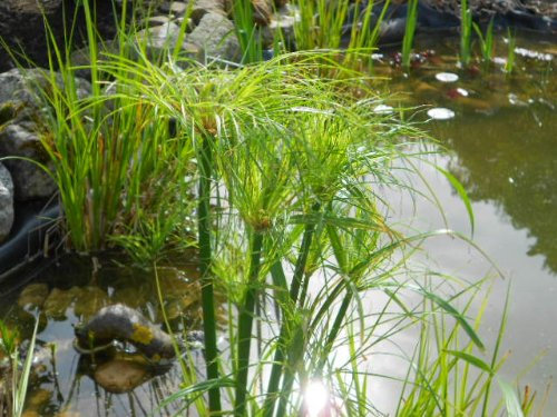 Echter Papiro, Cyperus Papyrus, Semi Freschi, Striking Allo Stagno 20 Semi