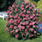 Rose Romanze Strauchrose mit Blüten-Farbe pink - Winterharte Blume mit leichtem Duft - Blütezeit von Juni bis September von Garten Schlüter - Pflanzen in Top Qualität
