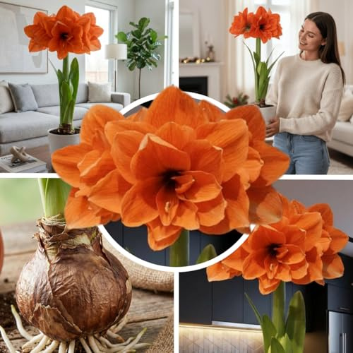 Amaryllis Zwiebeln Mehrjährig - Double Orange - 1 Zwiebel | Große Amaryllis-Zwiebel aus Holland, Großformat 26/30, für Topf und Innenbereich, mehrjährig (kein Samen)