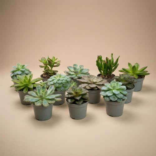 Set de 12 Suculentas Variadas de Interior, Macetas de 6 cm