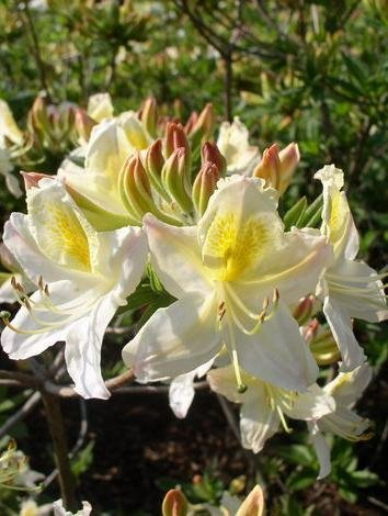 weiß mit gelbem Fleck blühende Garten Azalee Rhododendron luteum Daviesii 40-50 cm hoch im 5 Liter Pflanzcontainer